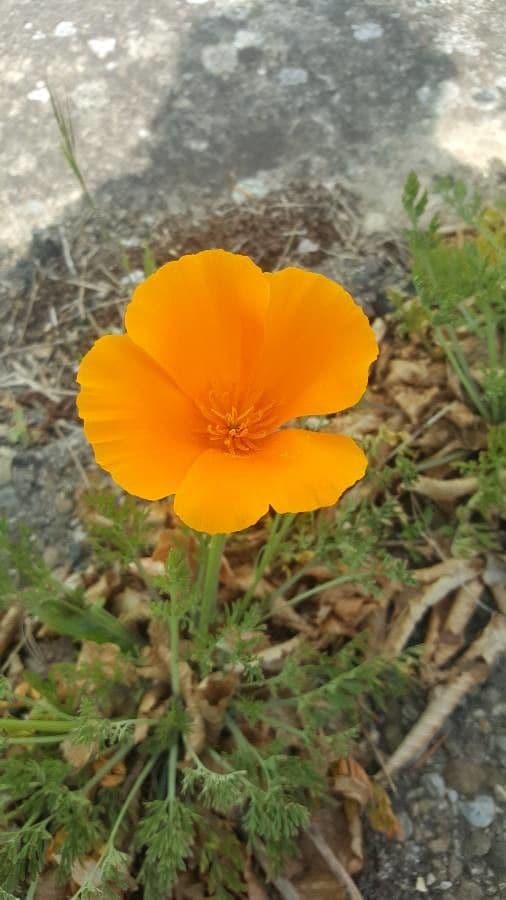 Esparsette-Mohn 3