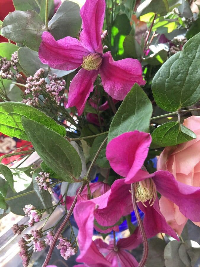 Clematis