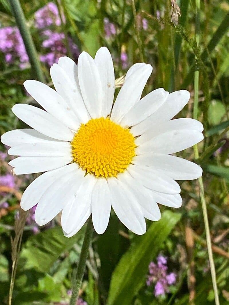 Margerite 3