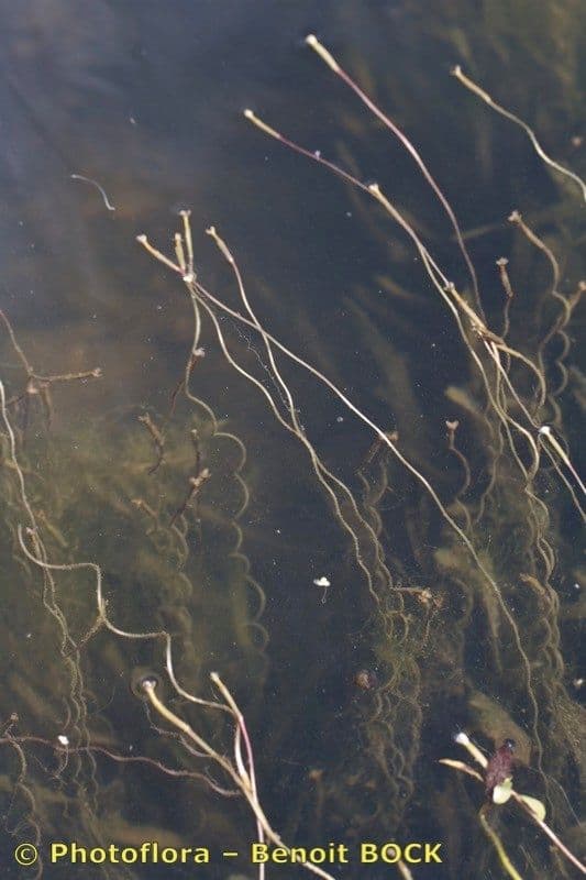 Vallisneria a spirale 5