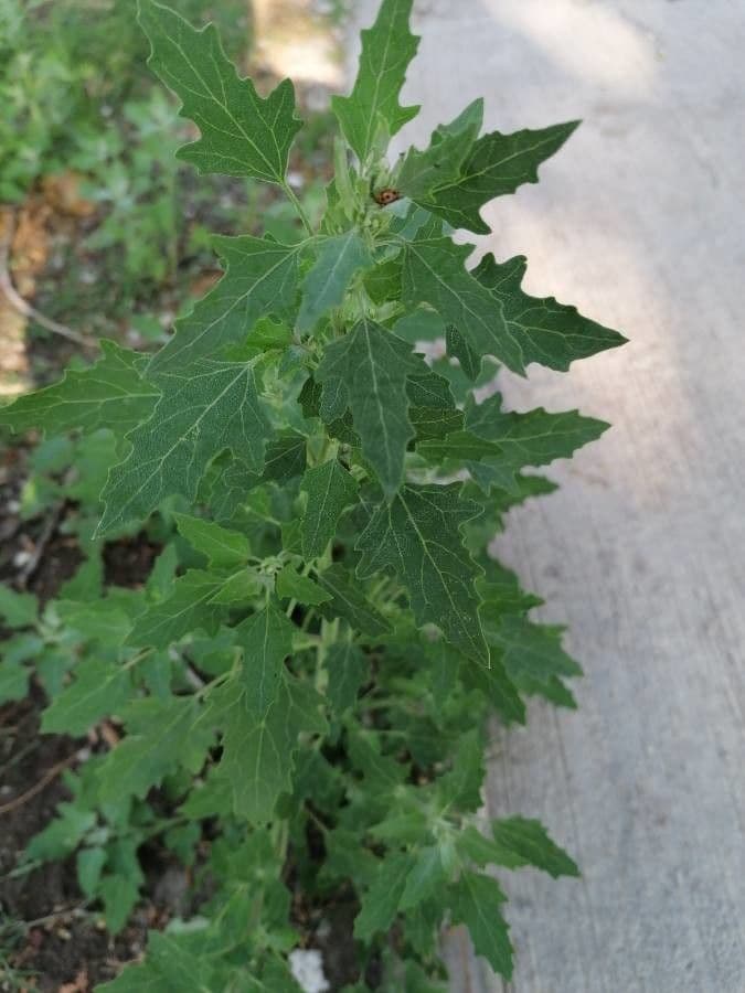 Komosa figolistna 12