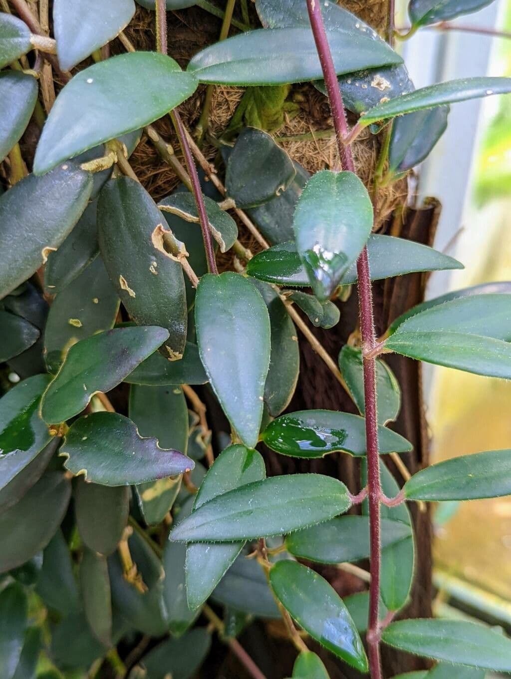 Aeschynanthus 3