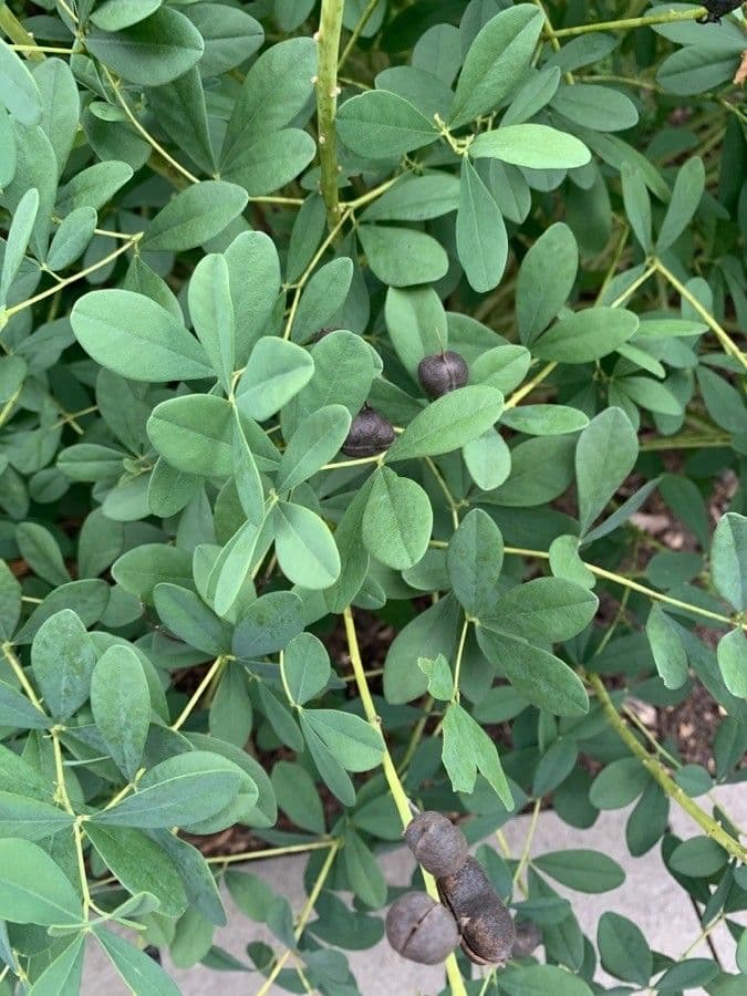 Baptisia tinctoria 18