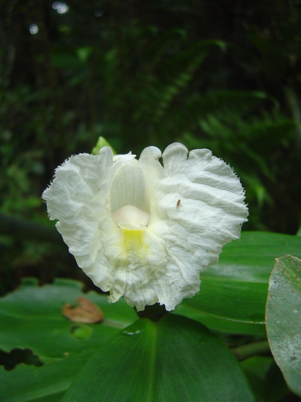 Costus arabo 5