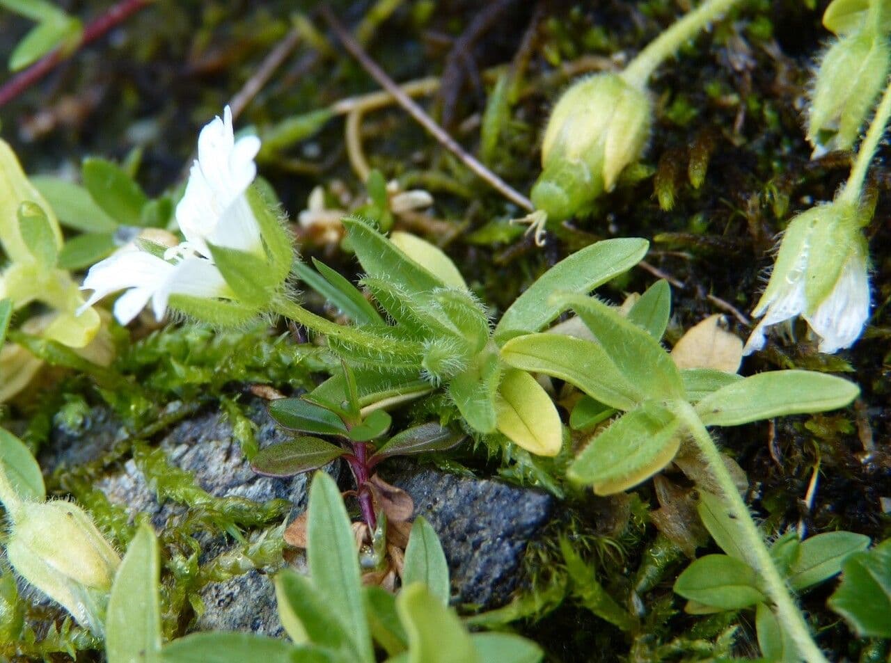 Cerastium 16