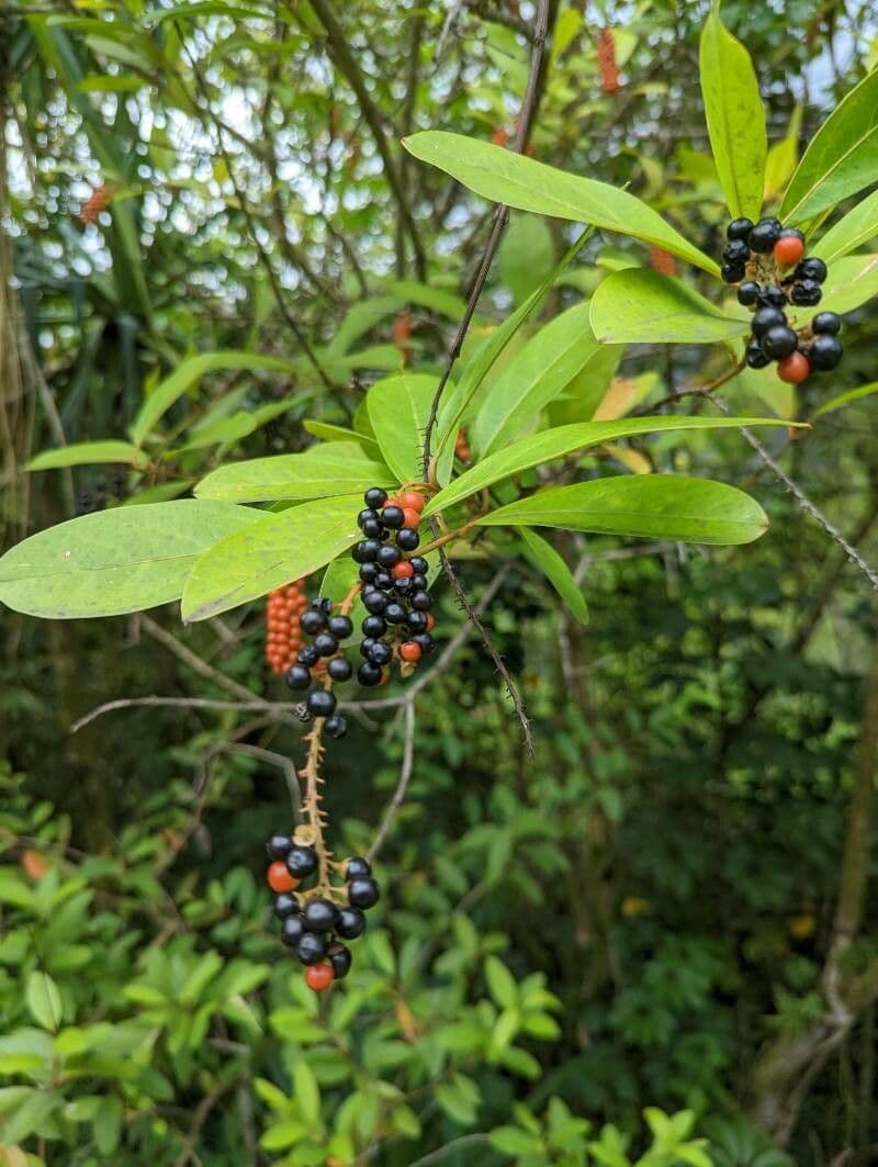 Citharexylum à queue 5