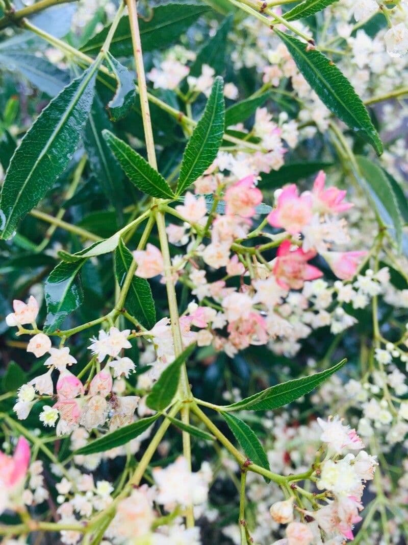 Ceratopetalum gummiferum 11
