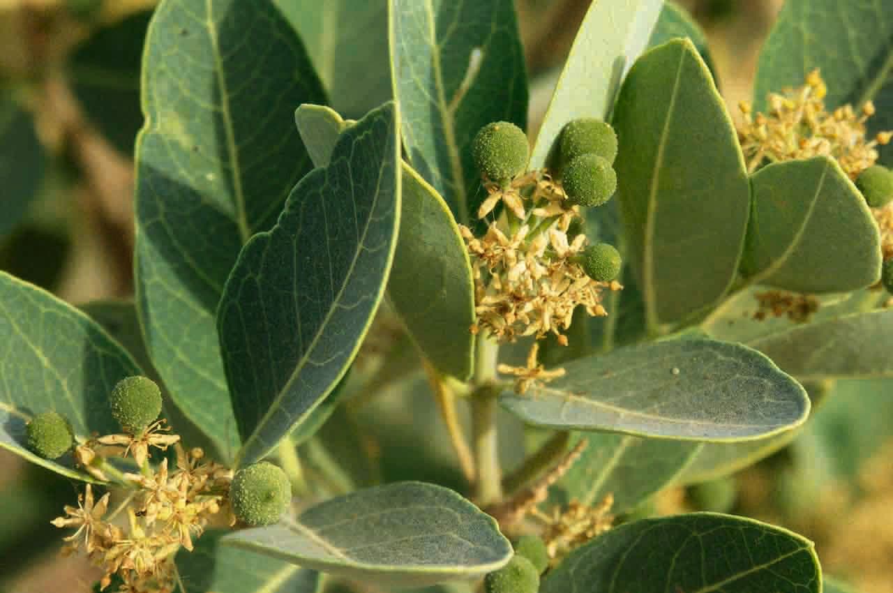 Boscia 4