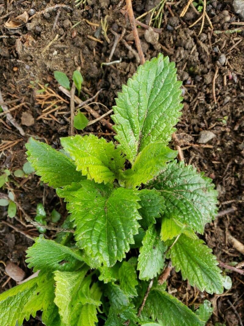 Verbena orticifolia 19