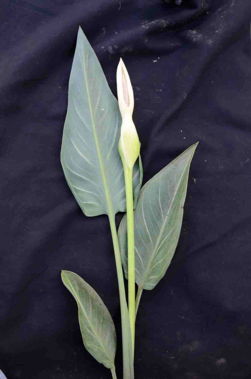 Xanthosoma 6