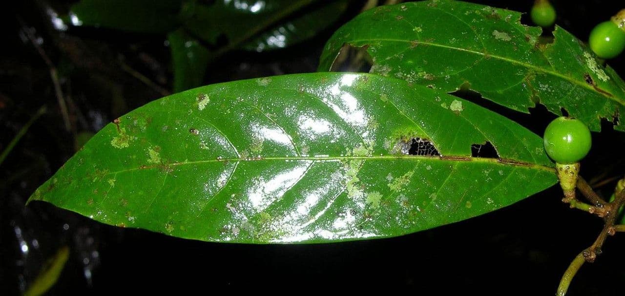 Ocotea leucoxylon 12
