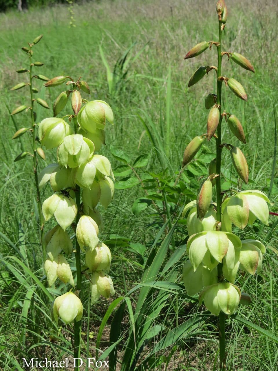 Arkansas-Yucca 7