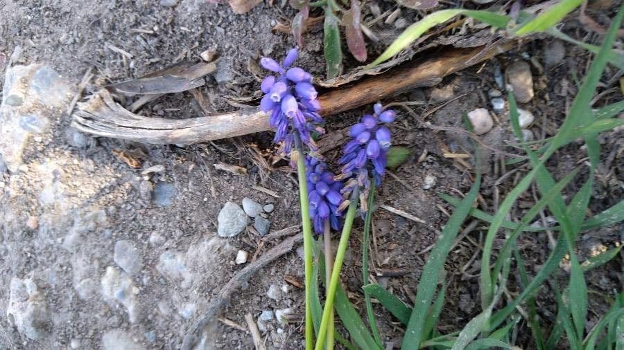 Muscari azzurro 19
