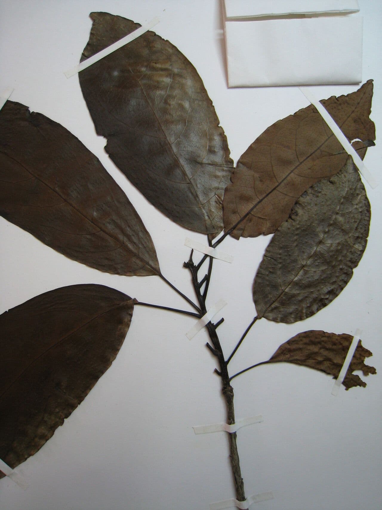 Cordia 5