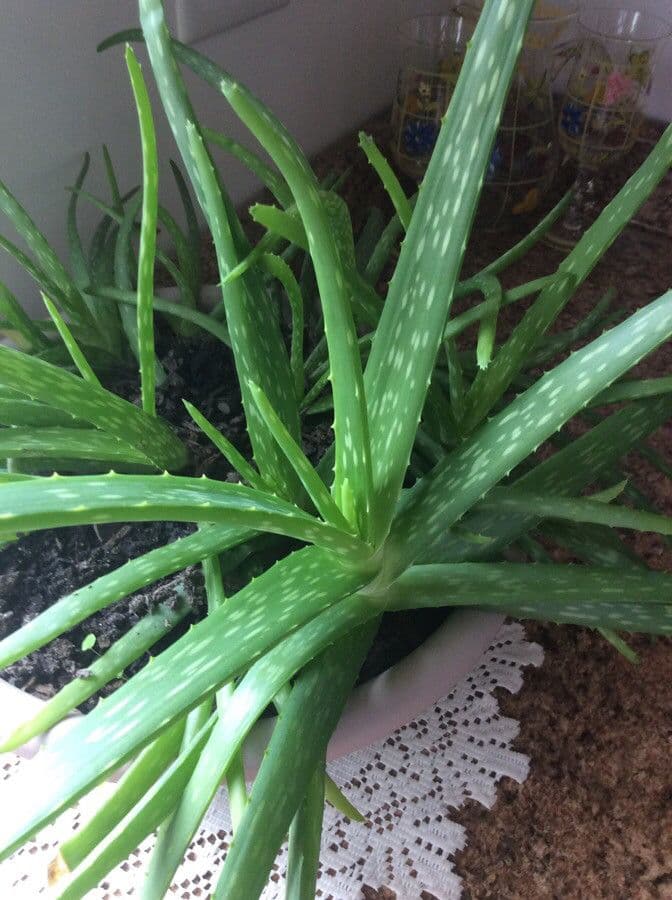 Echte Aloe 15