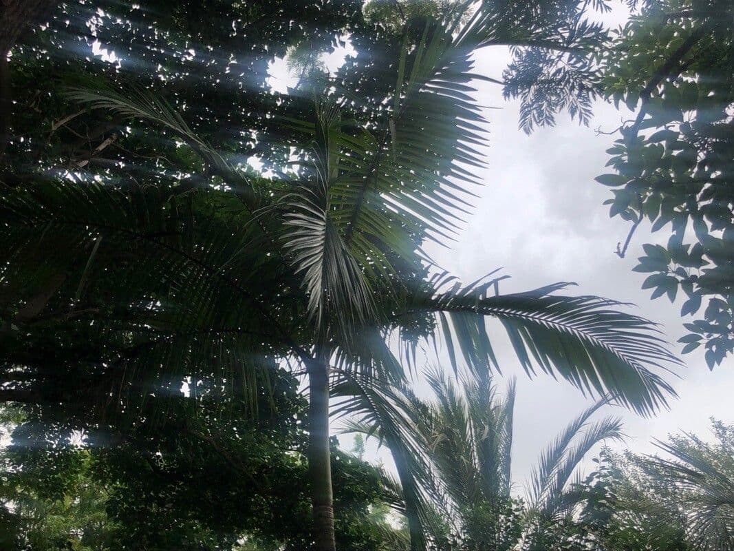 King Palm