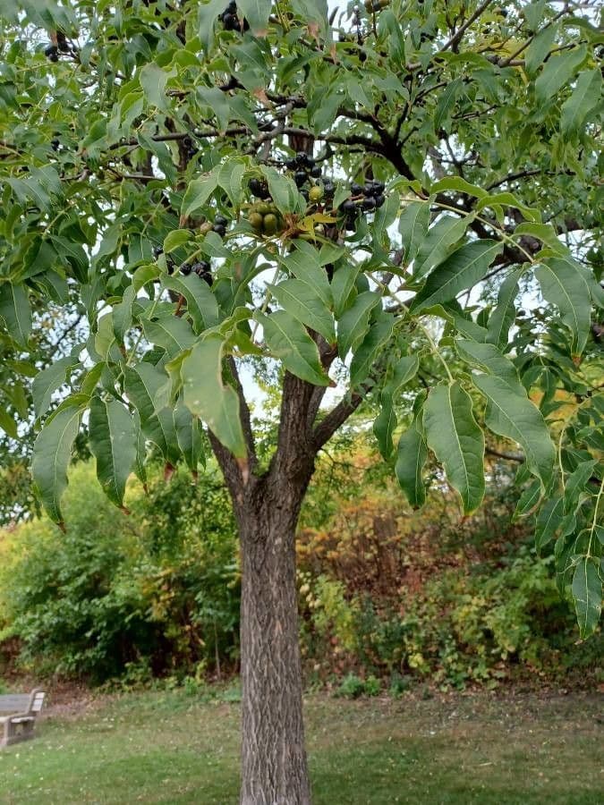 Phellodendron amurense 21
