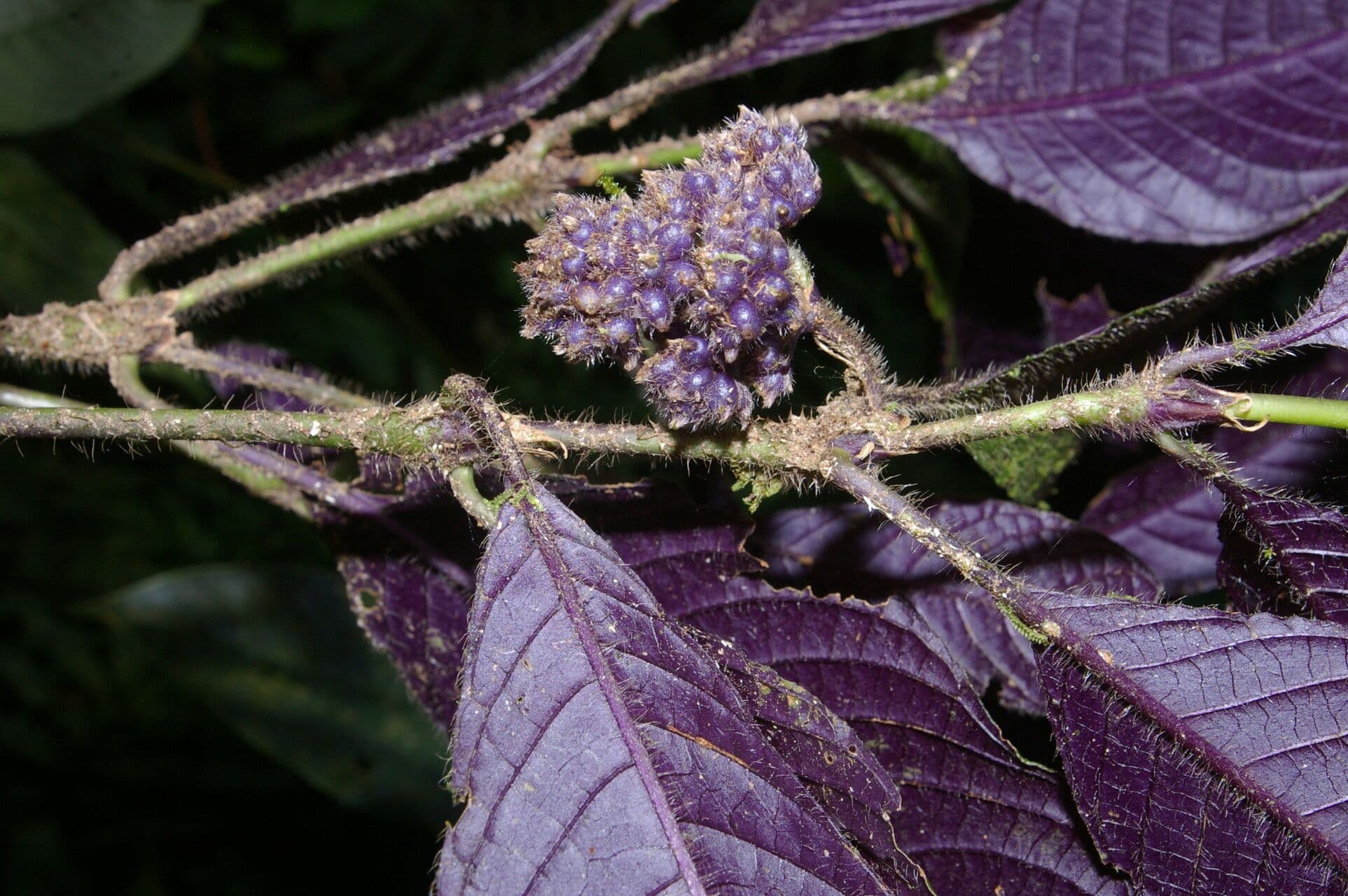 Psychotria 7