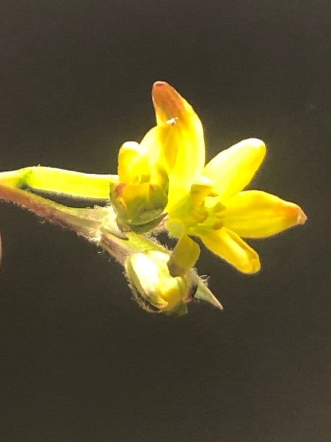 Gagea foliosa 2