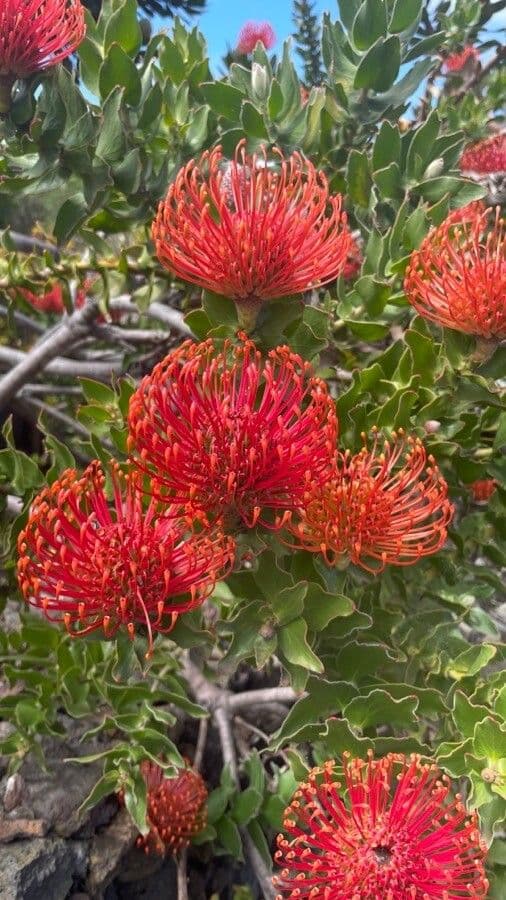 Leucospermum 19