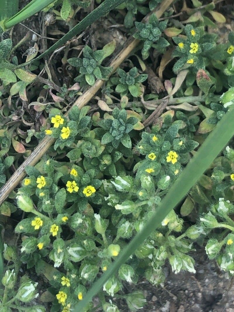 Alyssum minutum 16