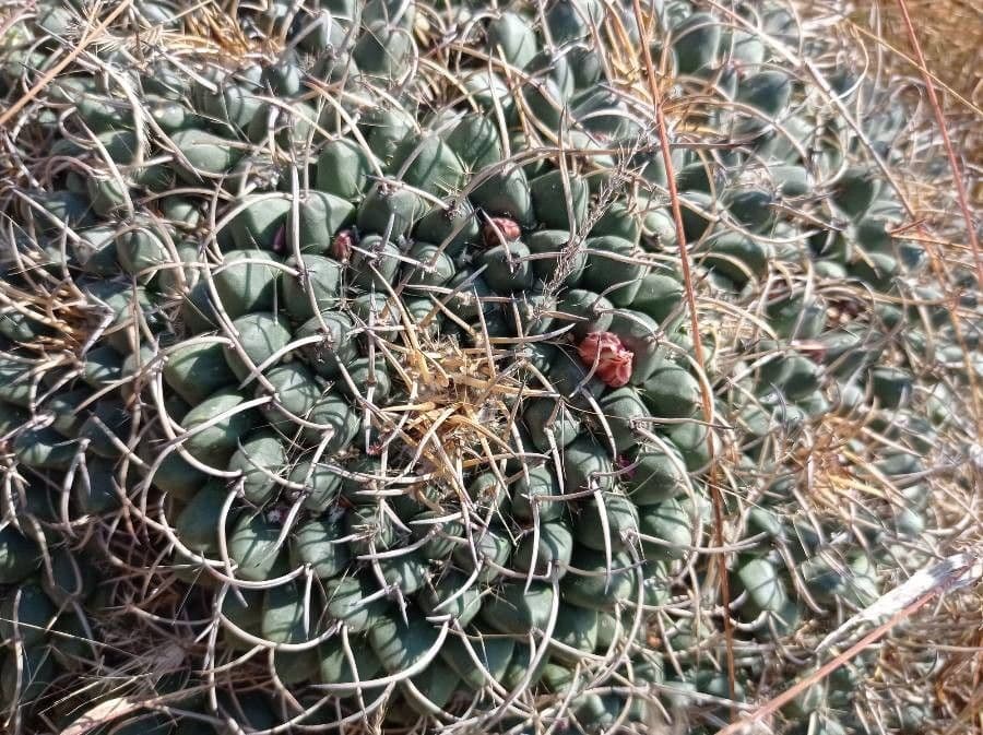 Mammillaria uncinata 21