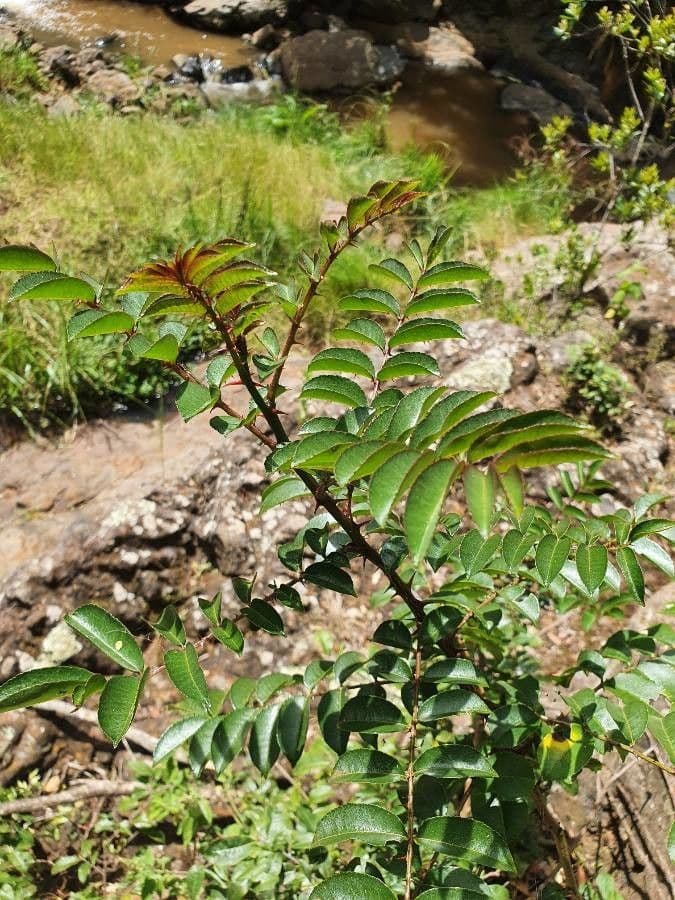 Zanthoxylum 2