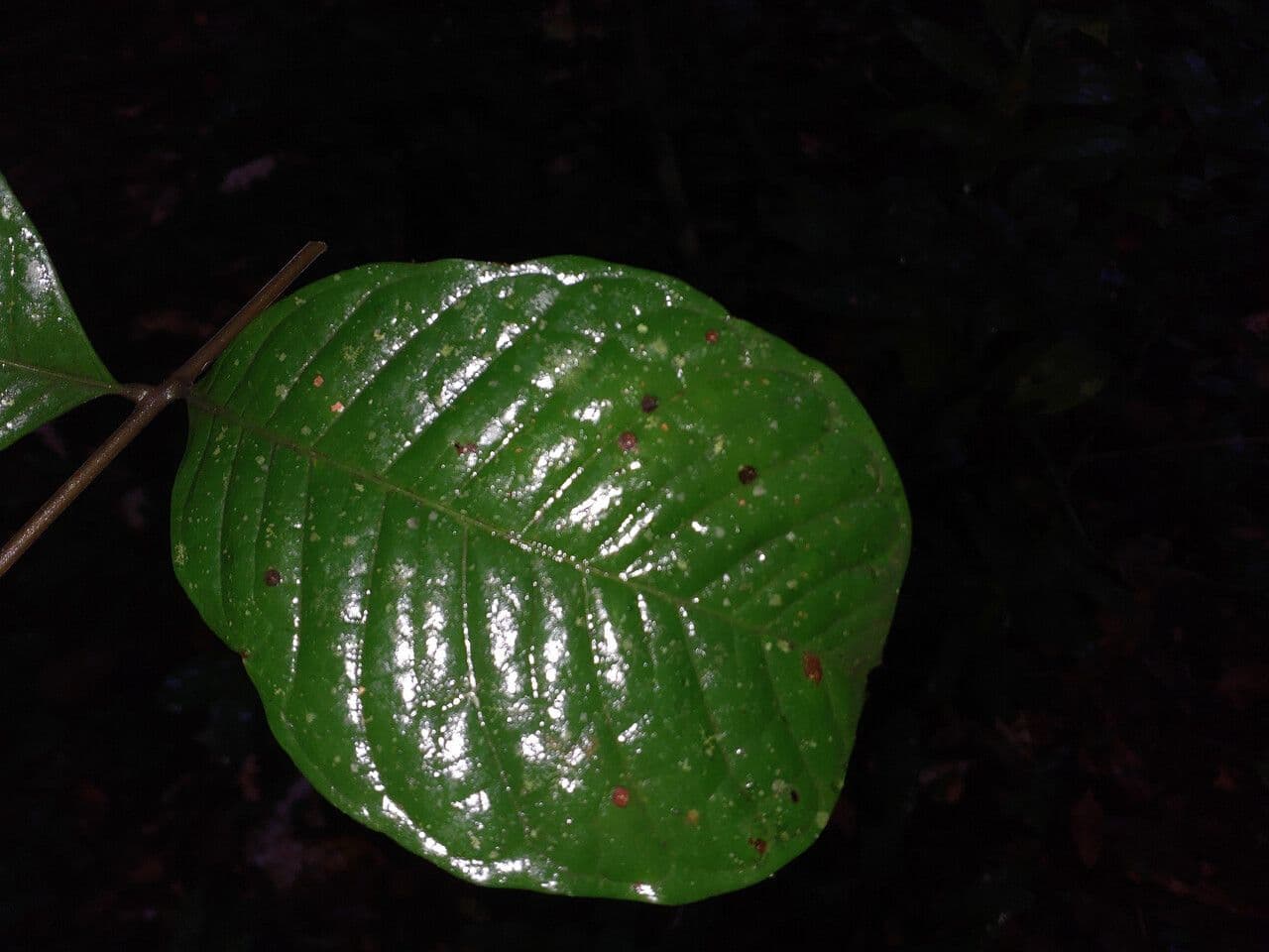 Talisia 9