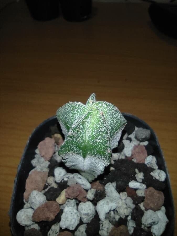 Astrophytum 17