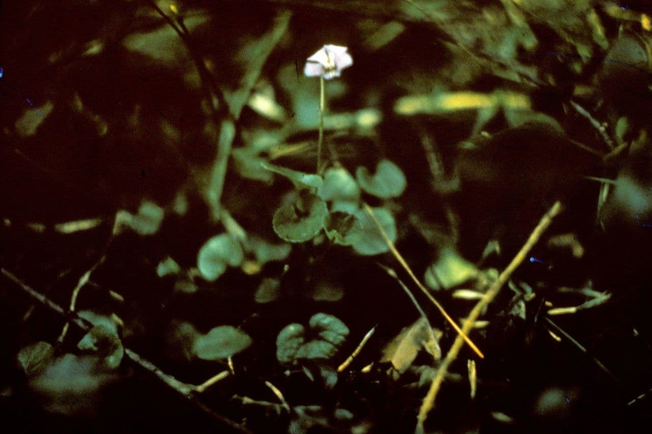 Viola di Walter
