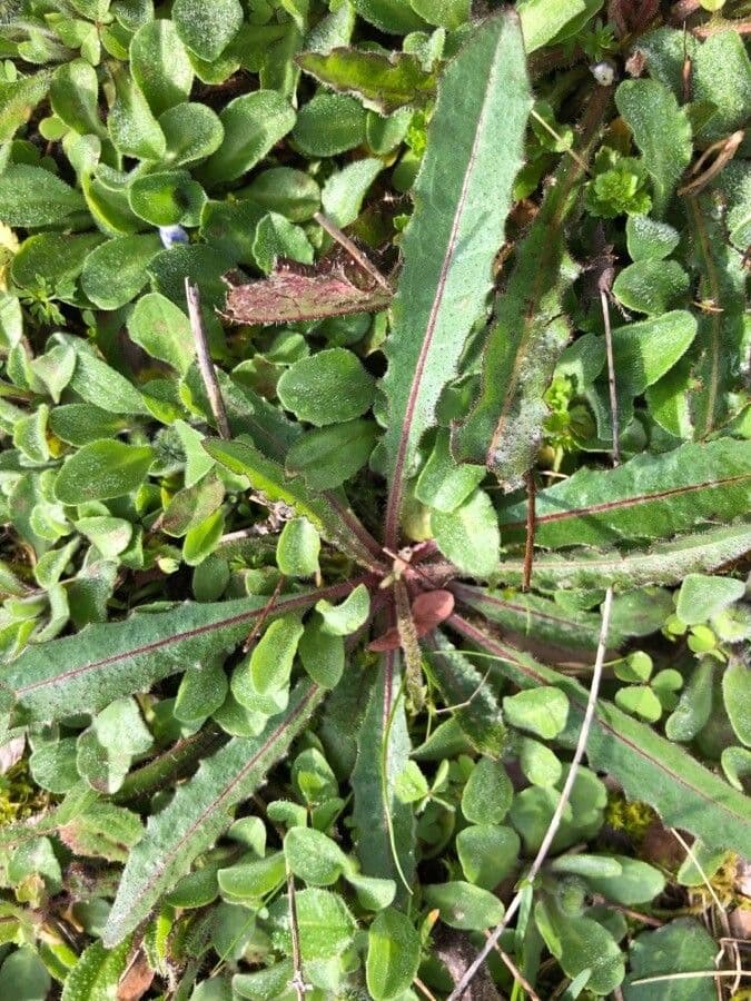 Radicchiella dolcigna 21