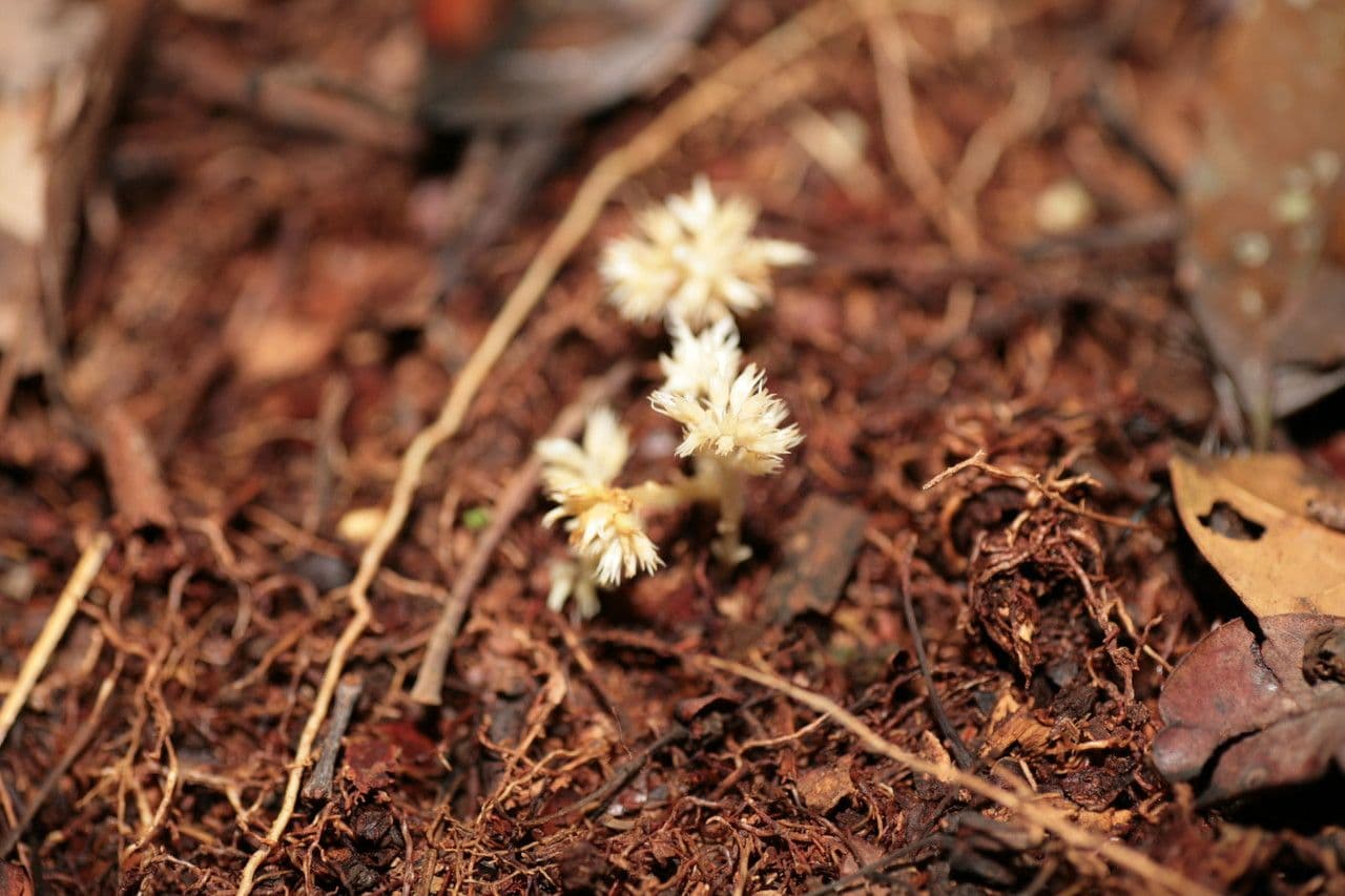 Voyriella