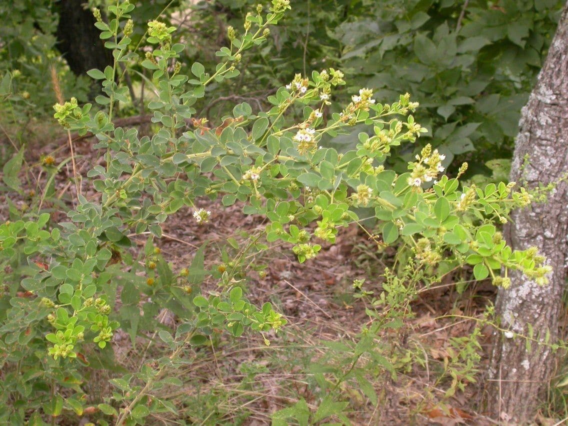 Lespedeza lysá 9
