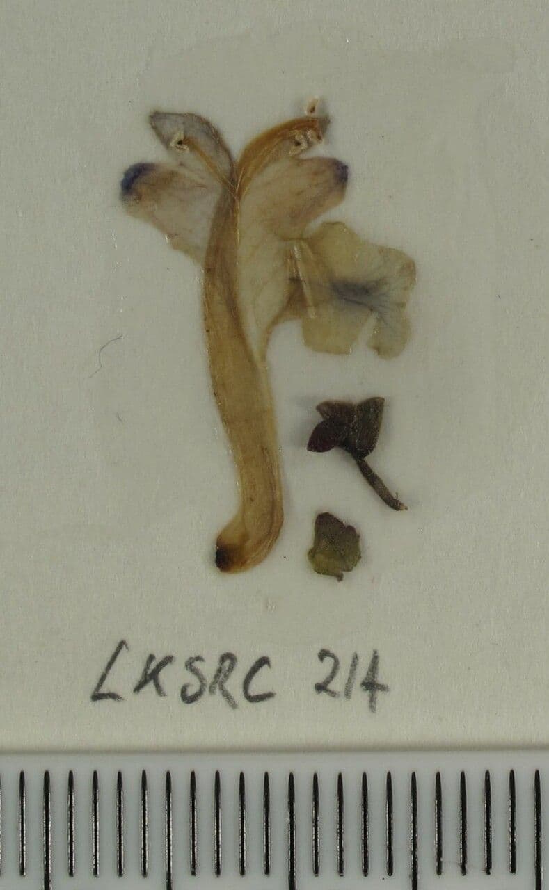 Scutellaria