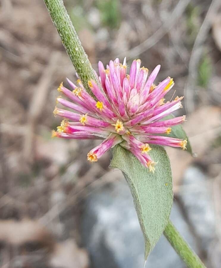 Gomphrena 2