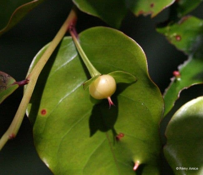 Phyllanthus 2