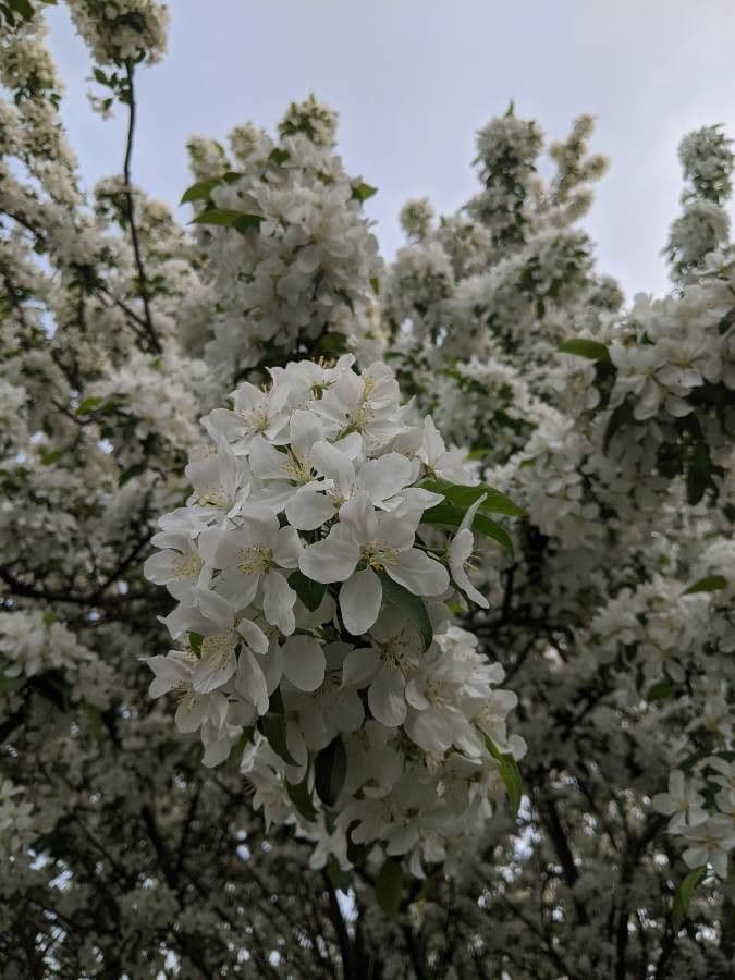 Hupeh-Apfel 8