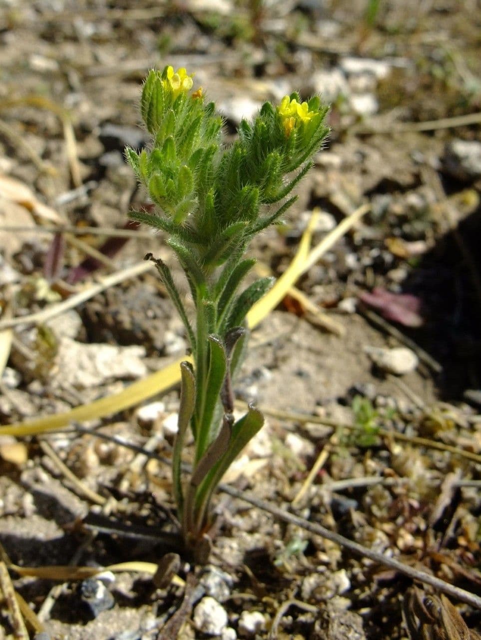 Neatostema apulum 9