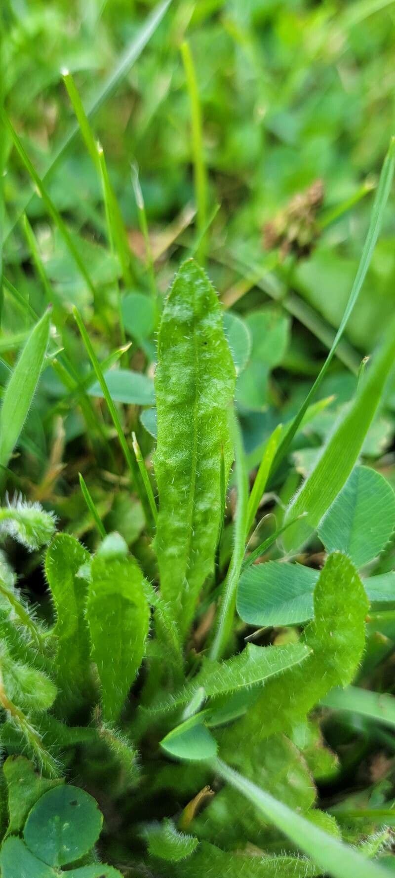 Krigia virginiana 16