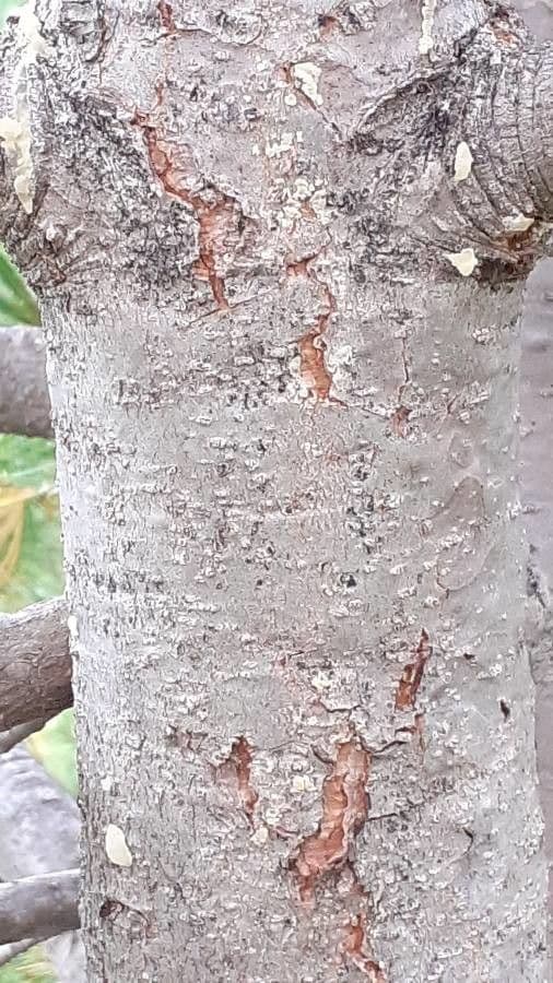Borovice limba 25