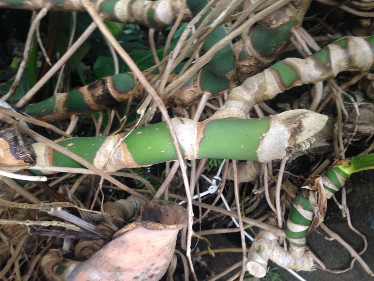 Monstera lahodná 22