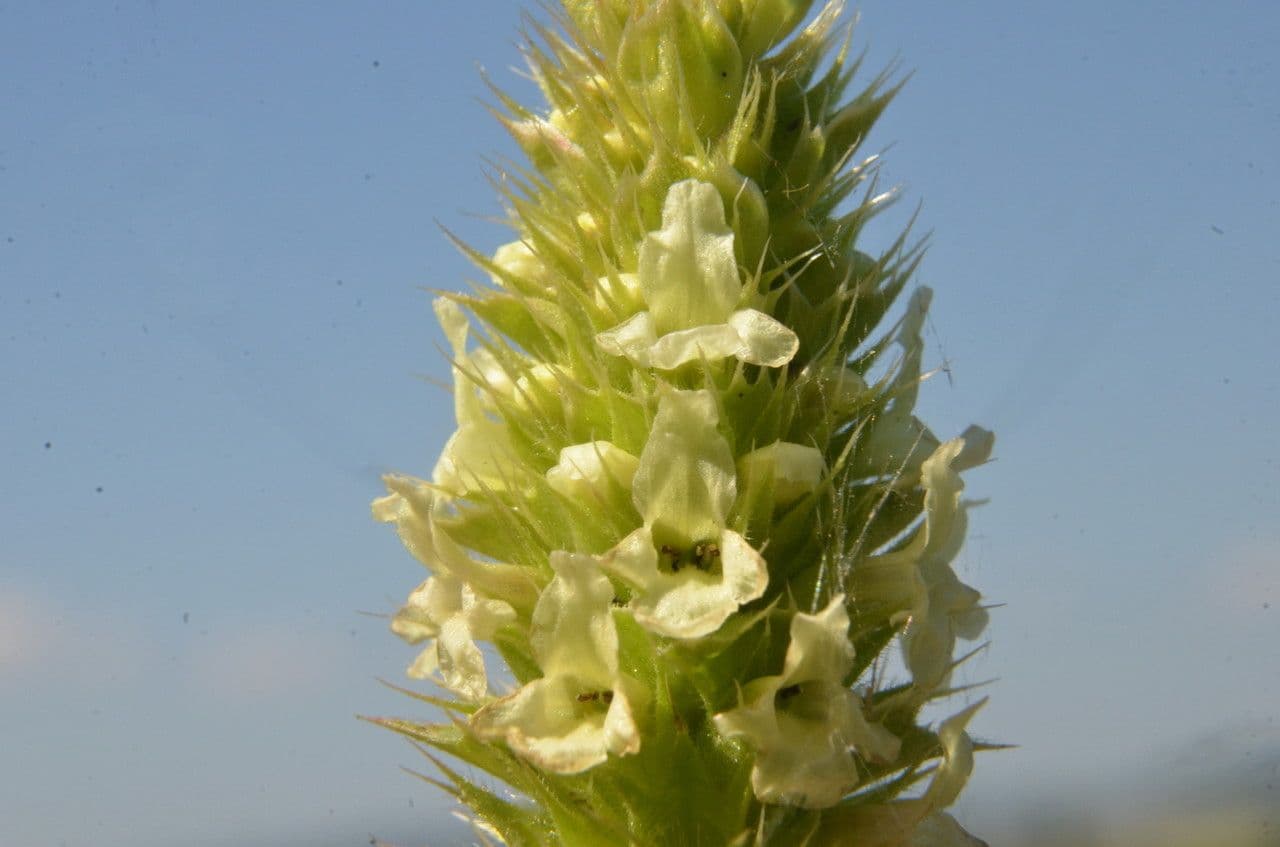 Sideritis hyssopifolia 10