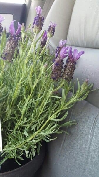 Lavanda selvatica 10