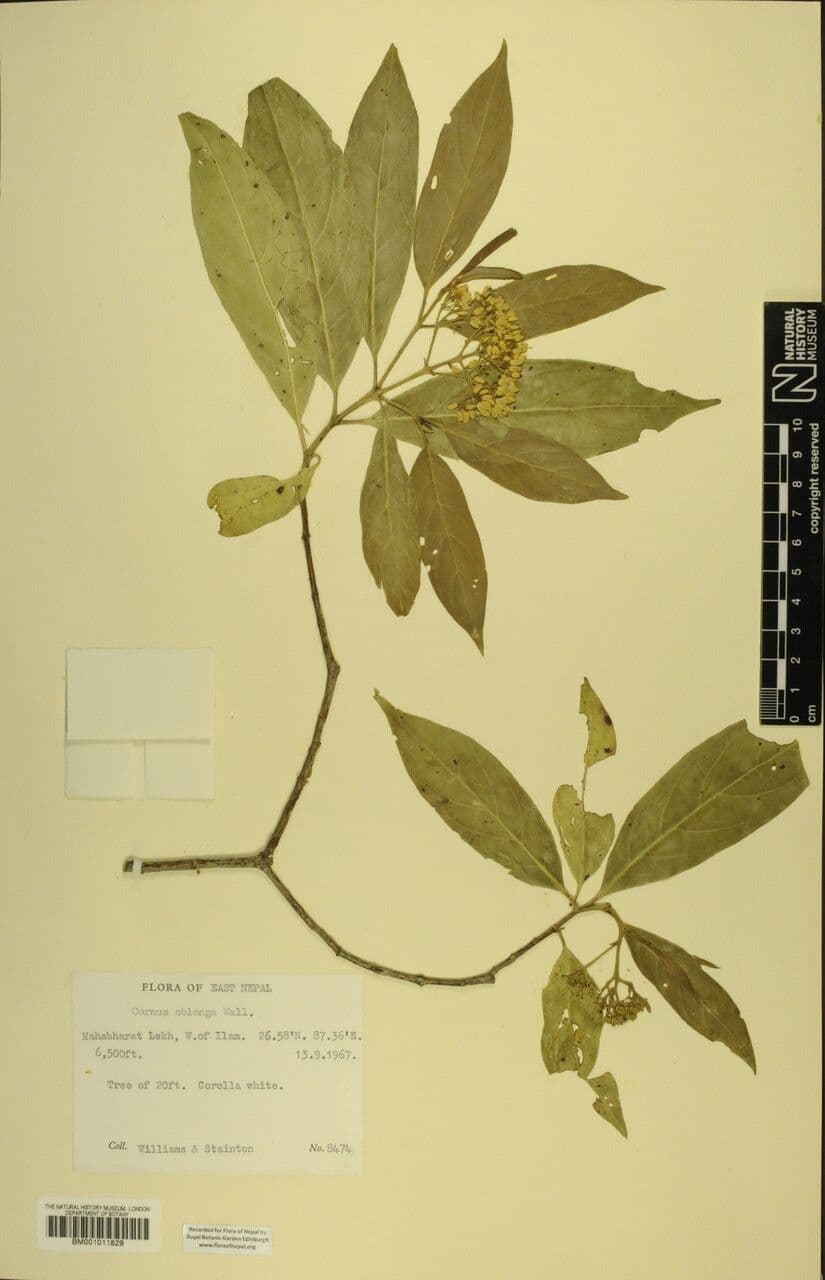 Cornus 6