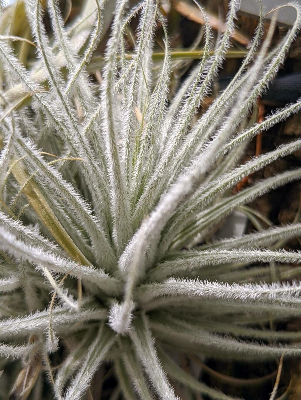 Tillandsia 8