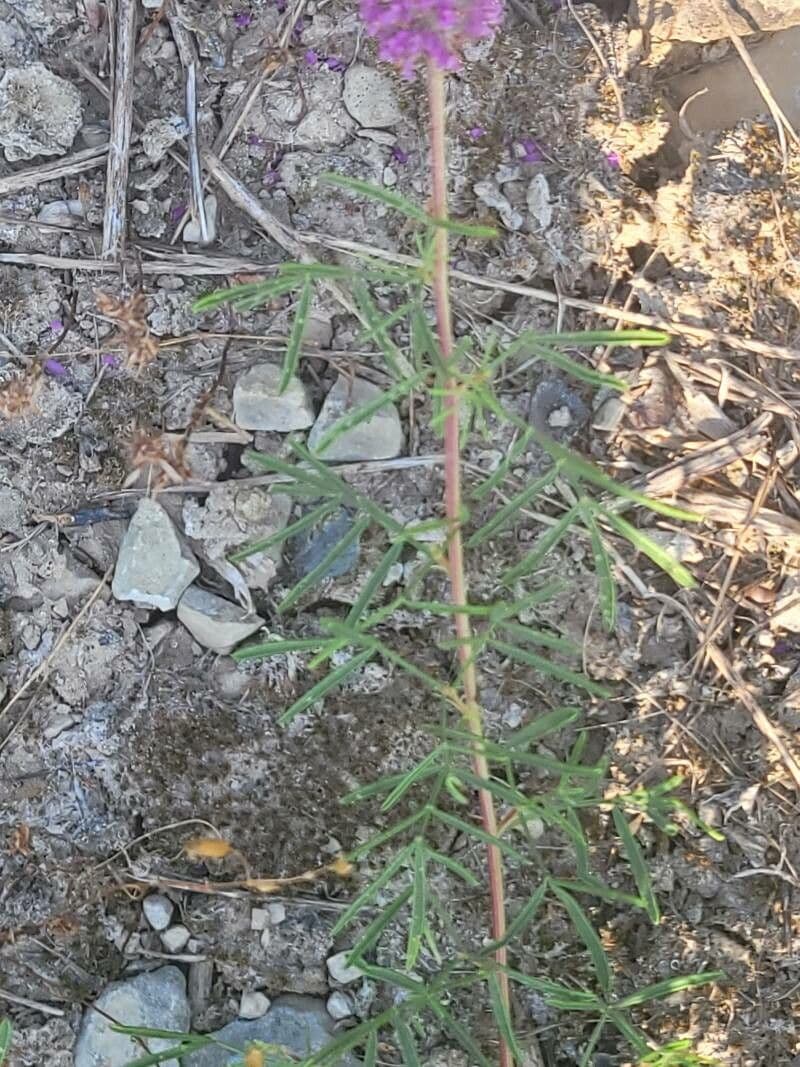 Dalea purpurea 18