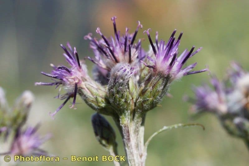 Saussurea discolor 5