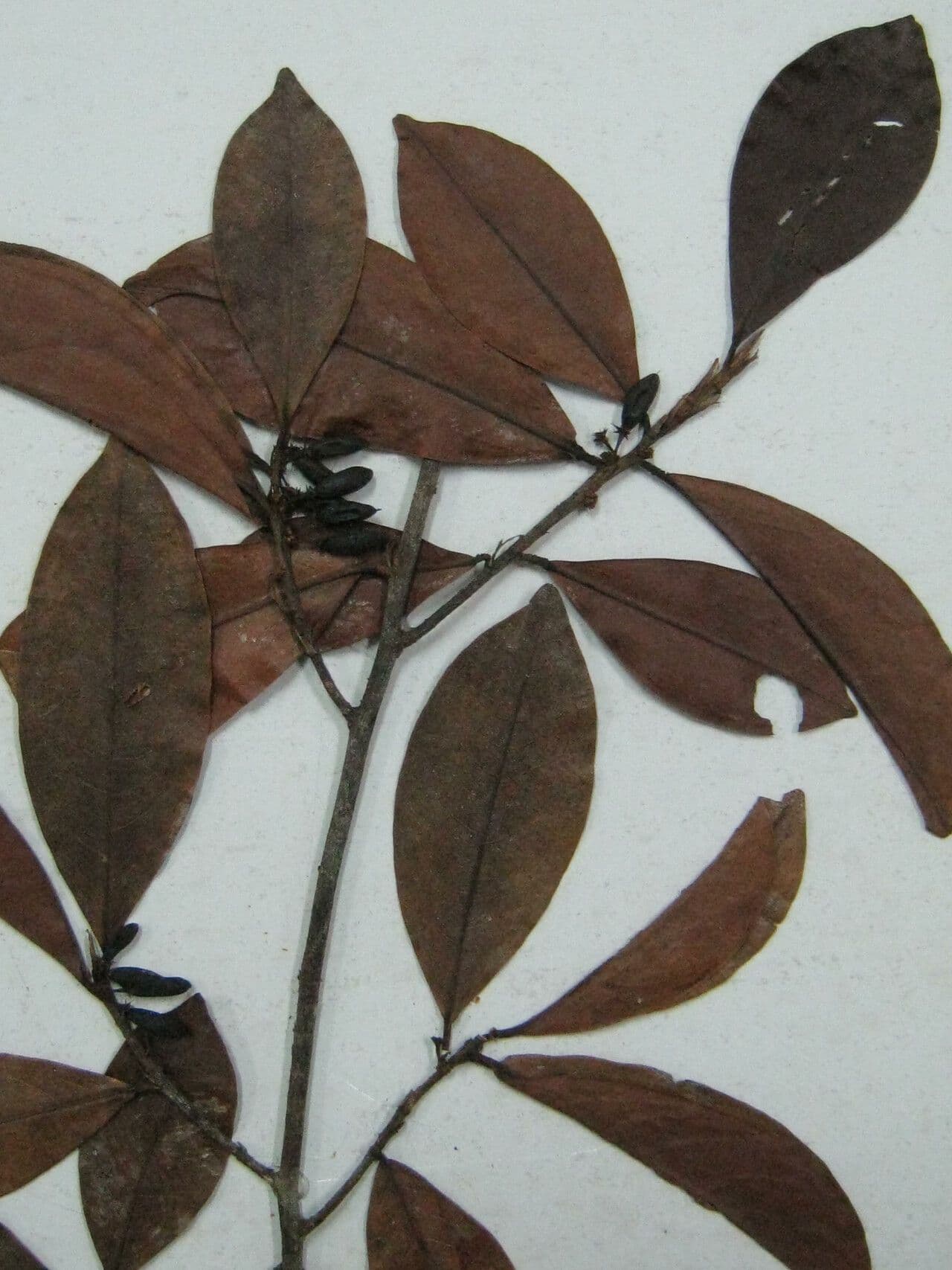 Erythroxylum 3