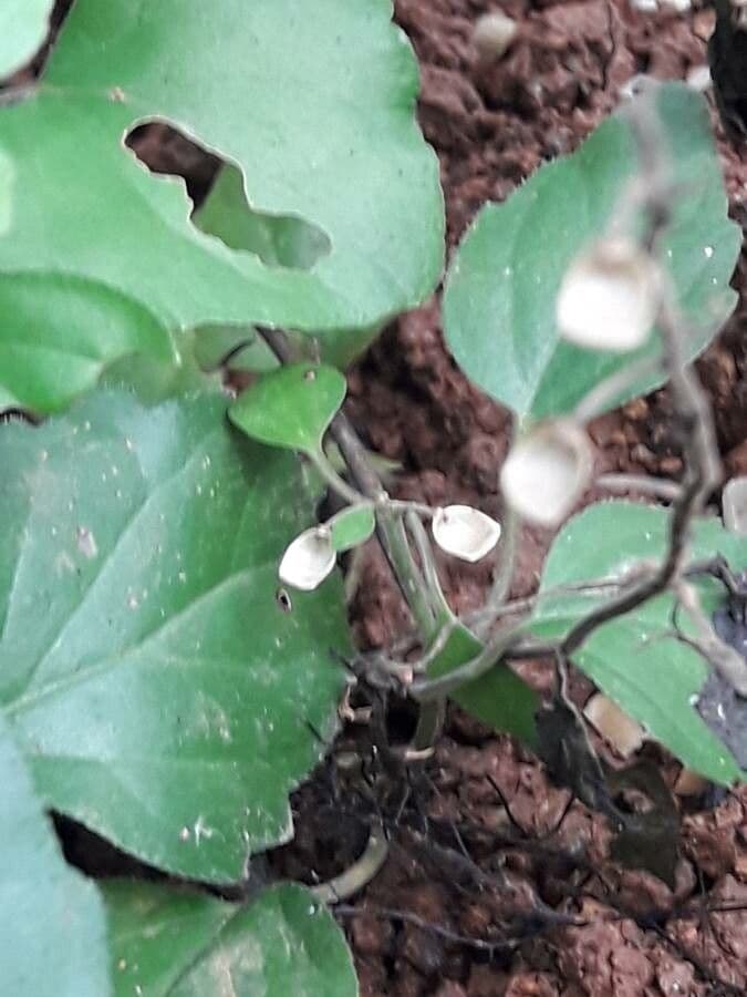 Scutellaria 2