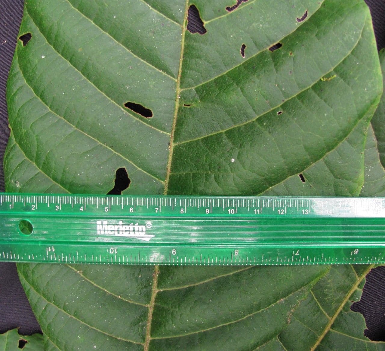 Cupania 5